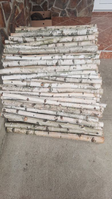 Trunchiuri mesteacan / Tulpini mesteacan