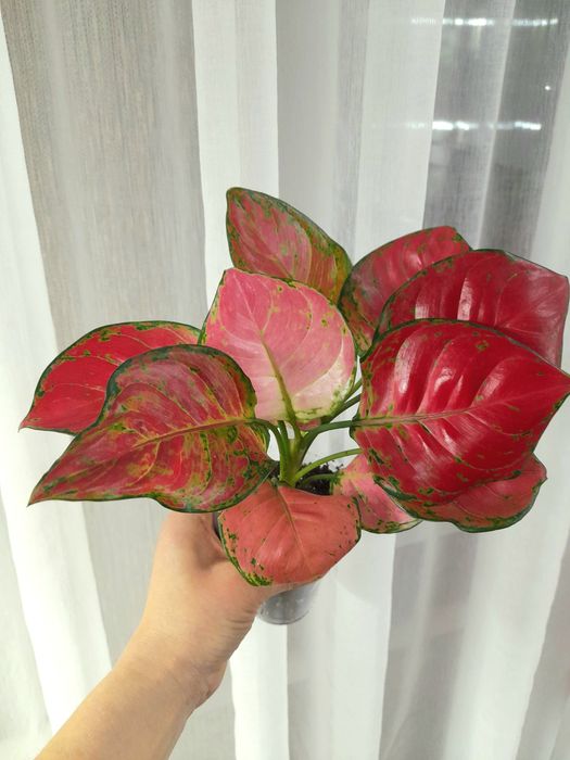 Продам Аглаонема Ред Руби