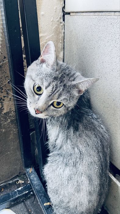 Нашелся кот домашний
