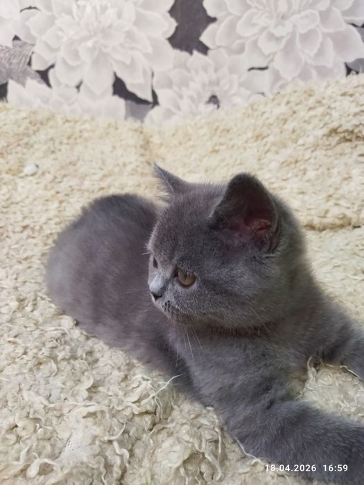 Продается чистокровный британский котенок