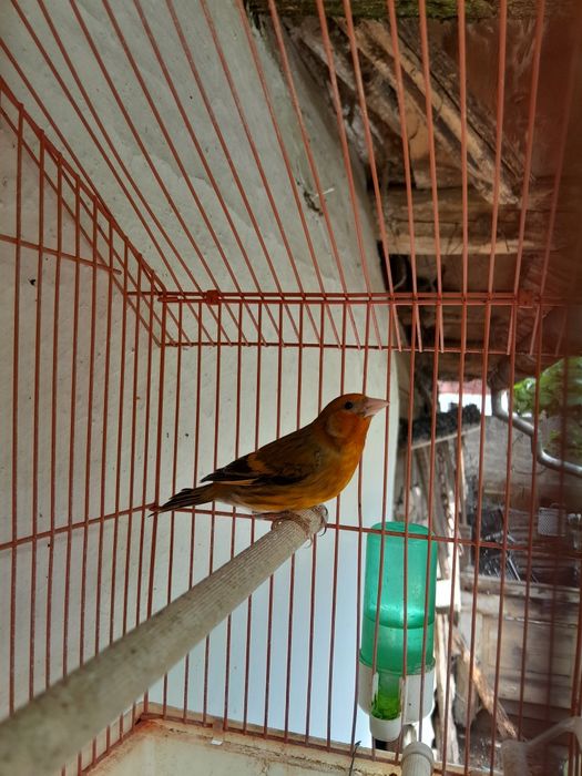 Hibrizi de canari