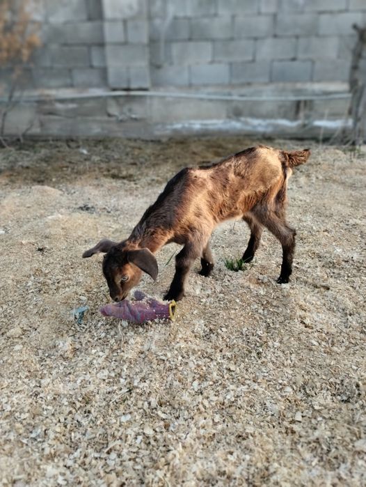 Породистые козлики