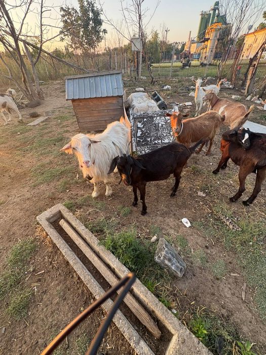 Capre de vânzare 10 capre și un țap