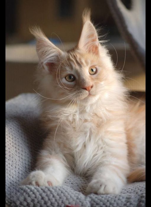 Шикарный мейнкун персиковый