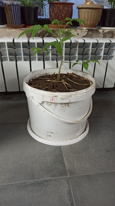 Продам ведра 10л под огород