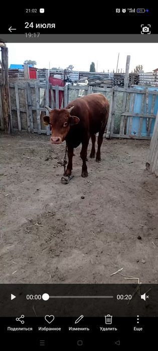 Бука бык еркек бука