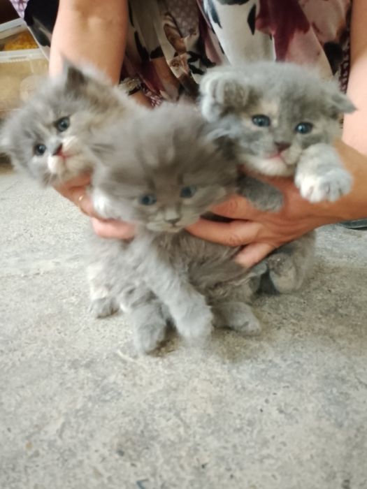 Продается кошки 4шт все цвета серый