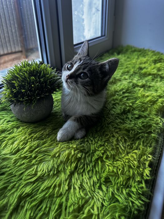 Скоттиш страйт 5000