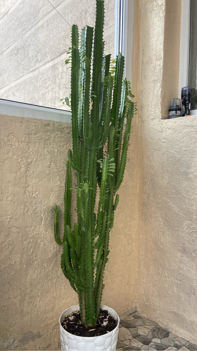 Домашние красивые цветы