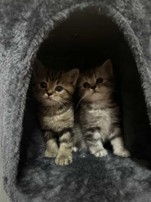 котёнок скоттиш страйт