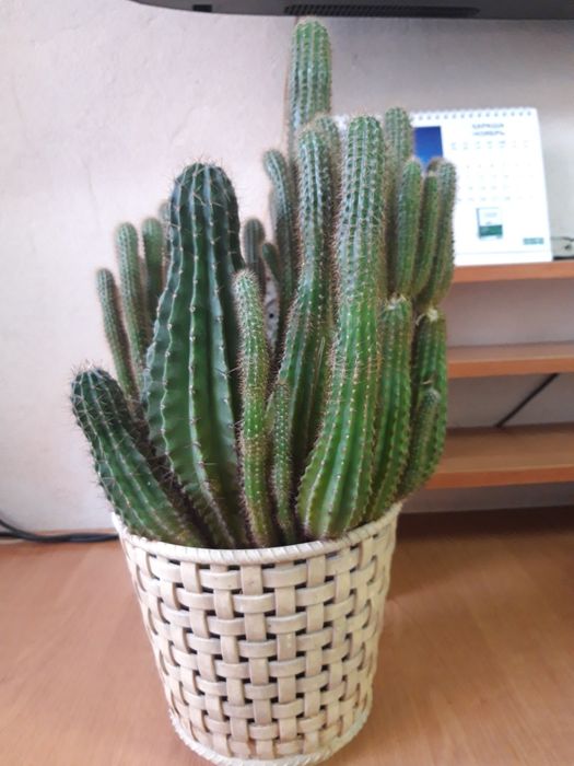 Продам    кактус
