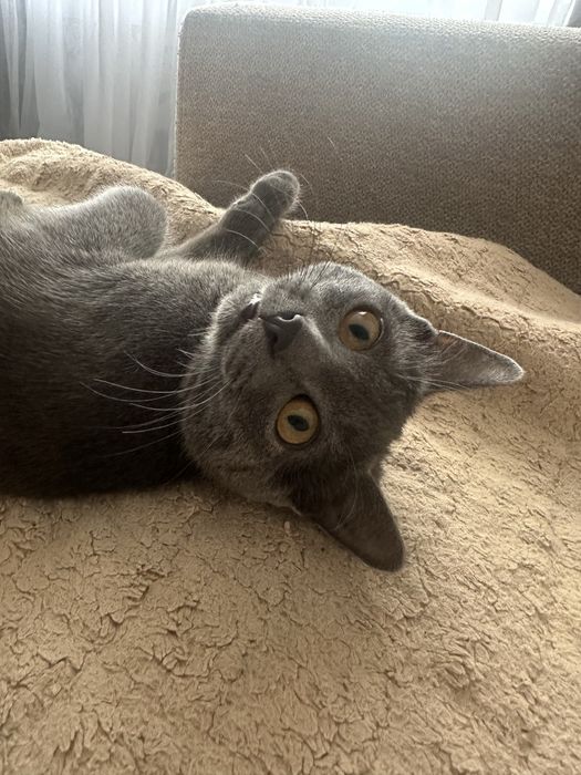 Отдам кошку в добрые руки