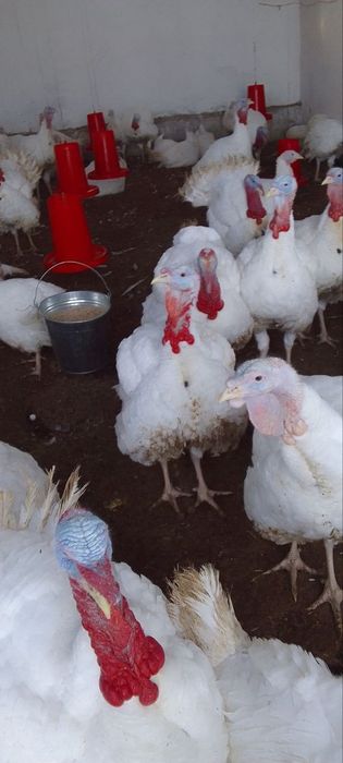 Kykrka sotiladi uyda boqilgan