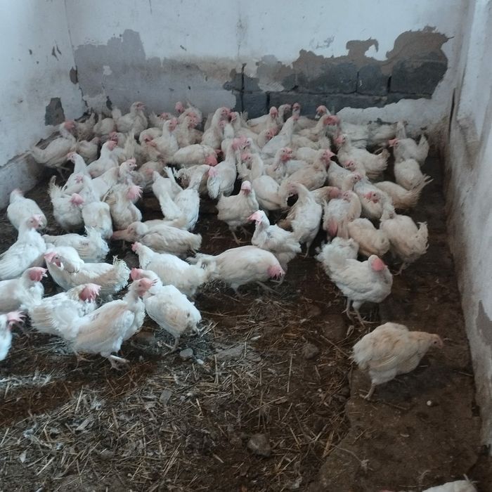 куры  курицы курица