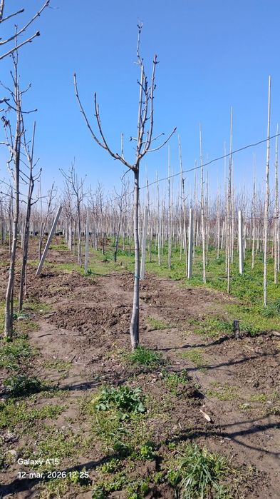 Базовый грунт для уличных растений. Саженцы деревьев, кустарников и др