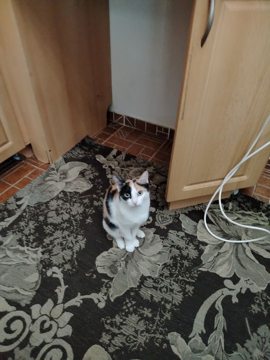 Кошка трехцветная