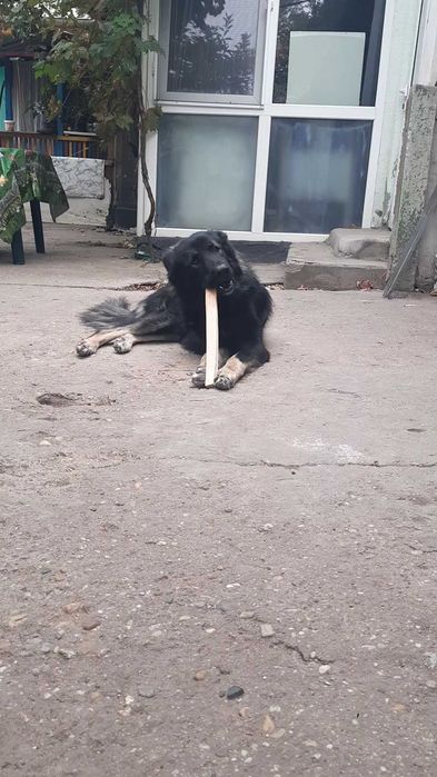 Cățel spre adopție: băiat, 3 ani, talie mare