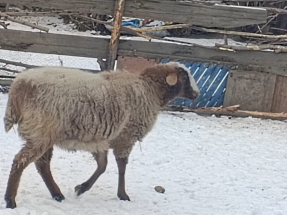 Продам баран бараника