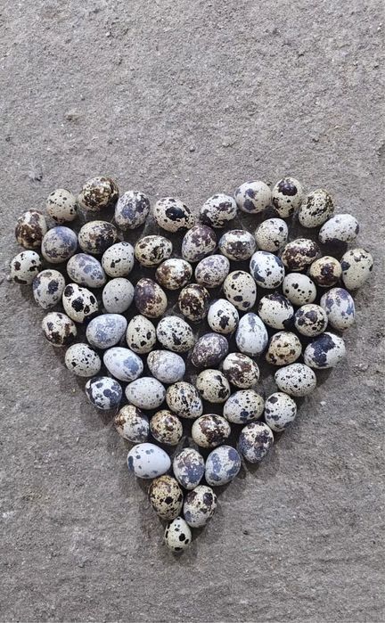 Бөденелер бар