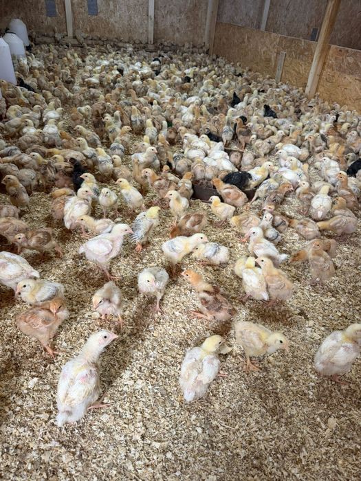 Pui colorati rasa mixta 500 grame