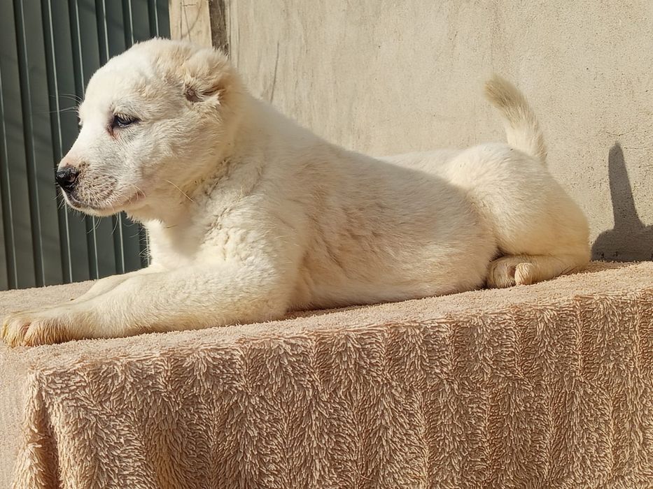 Щенки САО Алабай