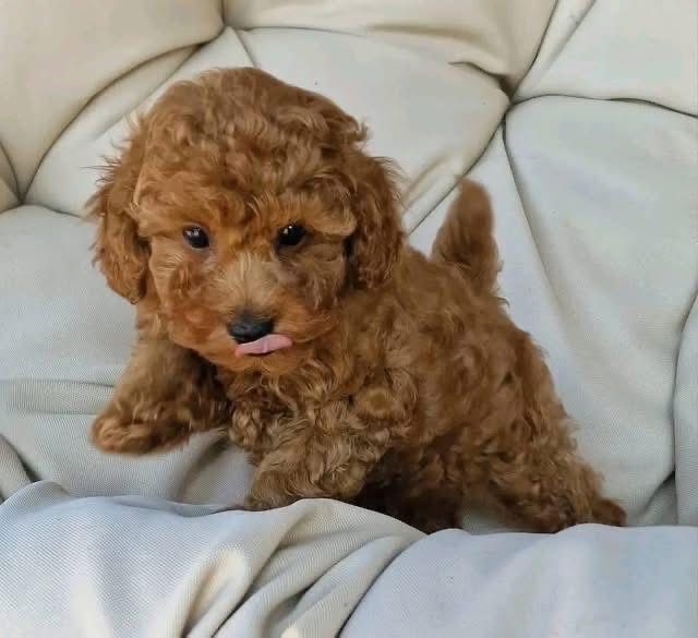 Cățel Pudel Roșcat (Red) de vânzare