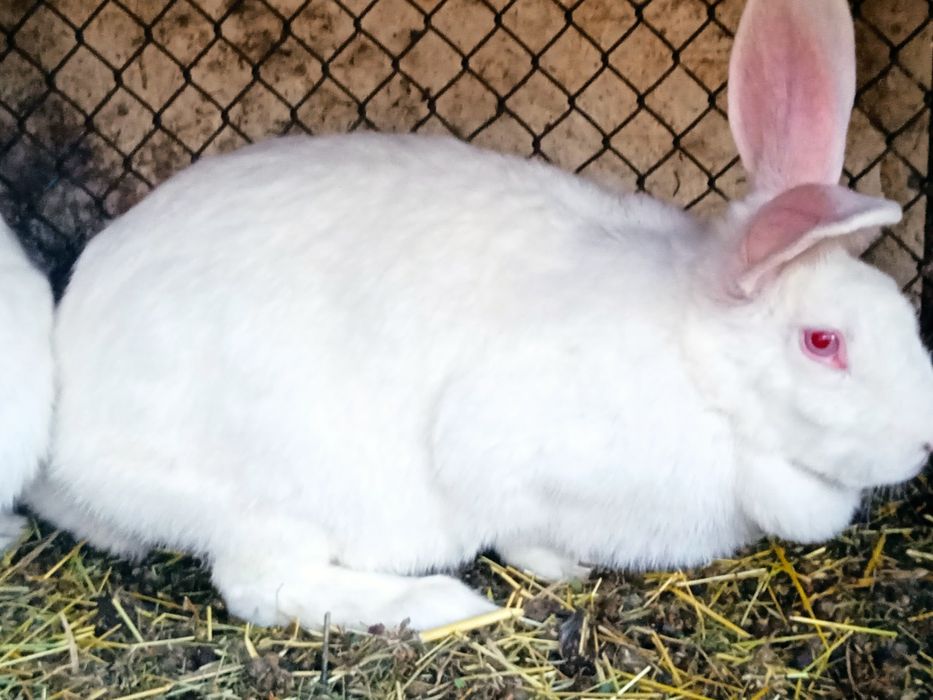 Куенлар сотилади ёкт суйиб бераман