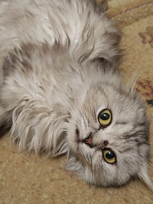 Потеряшка ищем хозяина