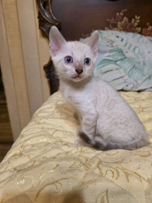 Бенгалски котета