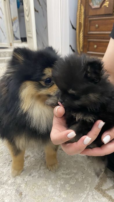 Продам памеранского шпица