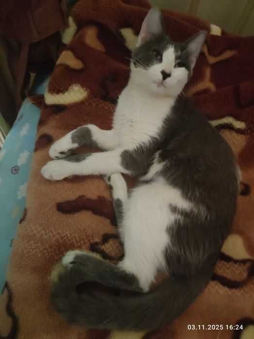 Ручная ласковая кошка