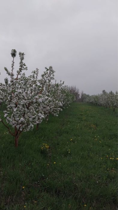 Сад плодоносящий