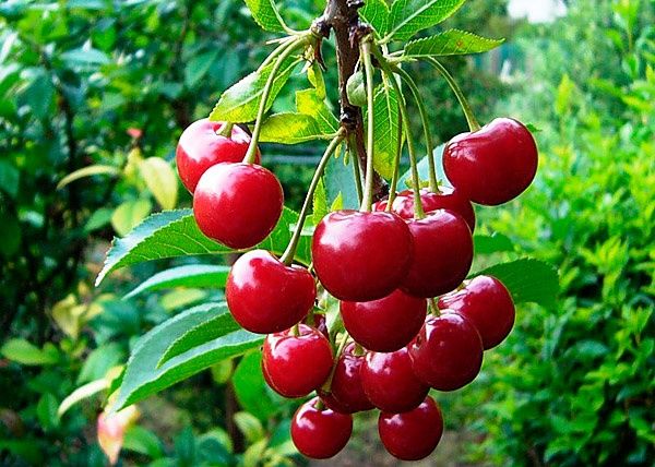 Вишня дачная продам