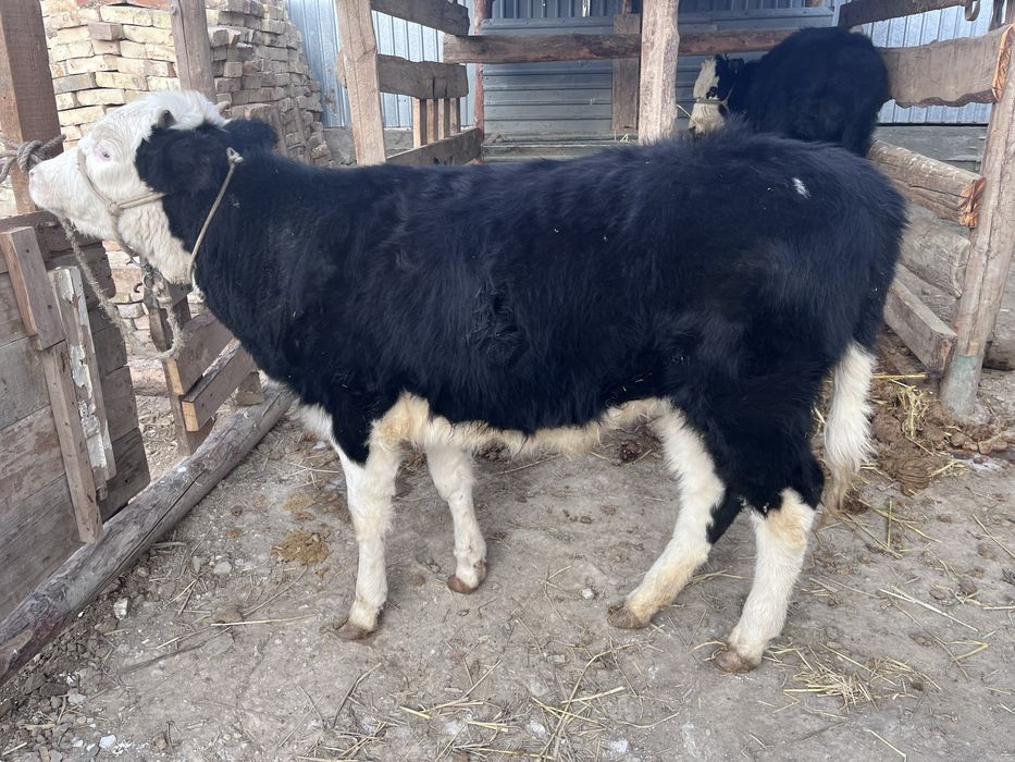 Бир жасар кара ала кашар