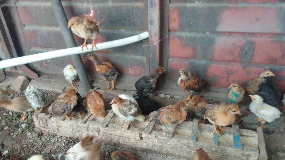 Продам домашнее   цыплята подросшие