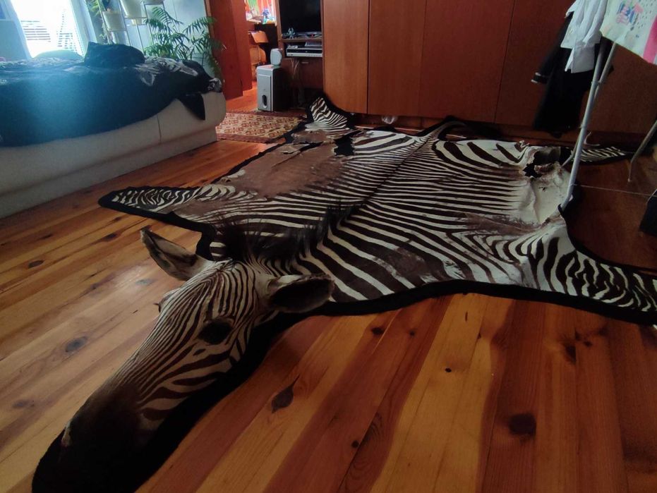 Ловен трофей зебра с глава