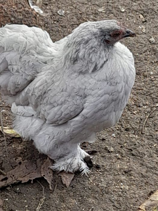 Разплодени различни породи