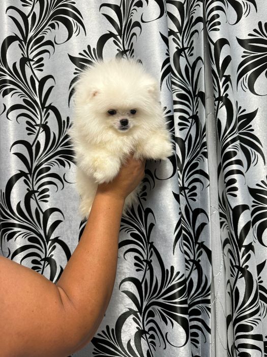 Pomeranian fetita