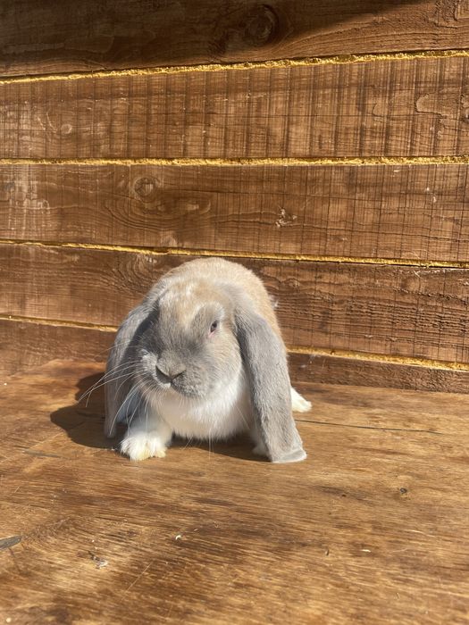 Berbecii germanii masculi