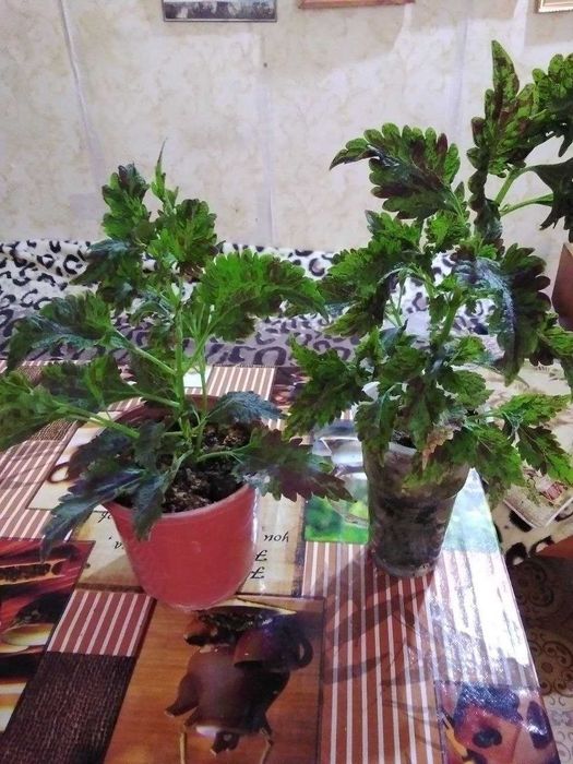 Колеусы сортовые