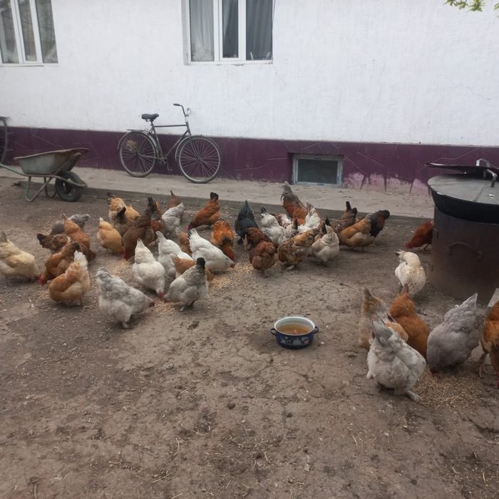 Продам домашные куры