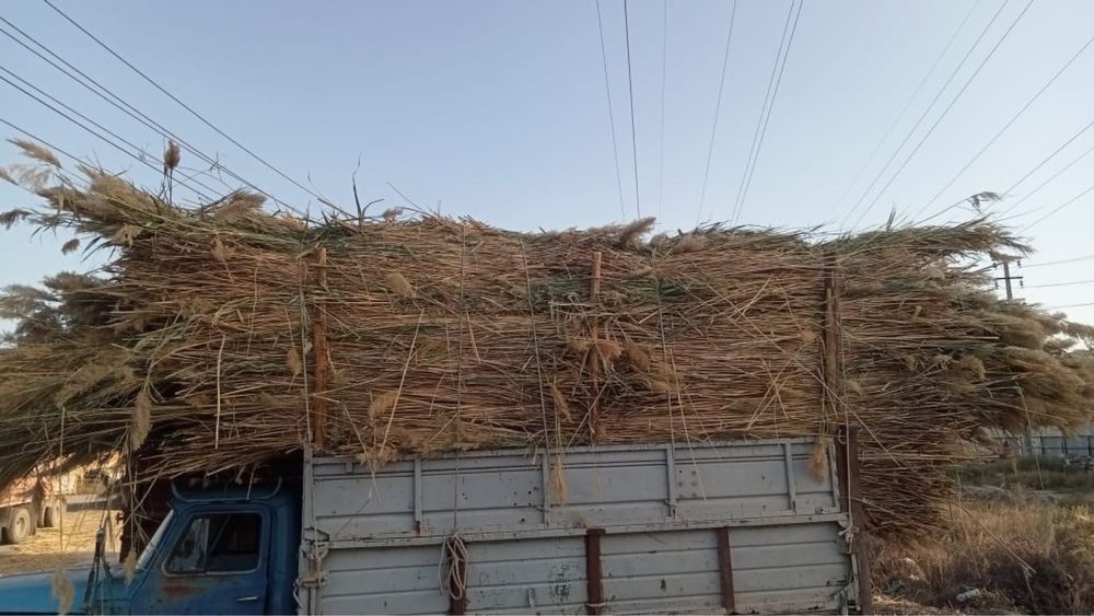 Камыс сатылады. Қамыс бар.