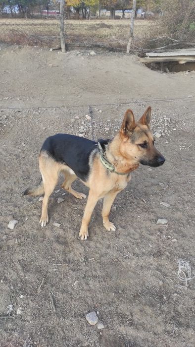 Продам овчарку чисто кровный