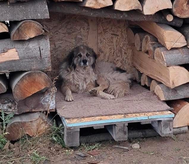 Jack cauta stăpân
