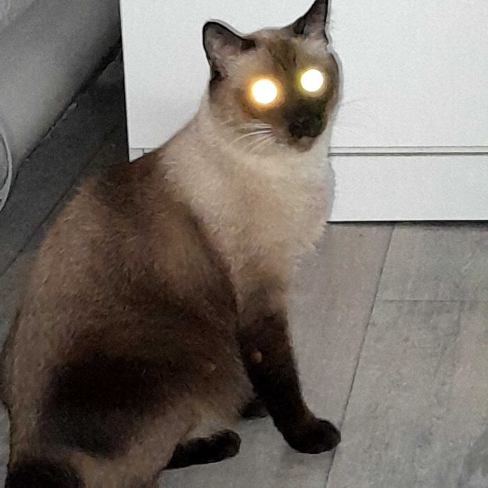 Котик породистый ищет дом