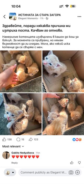 Котенца за осиновяване