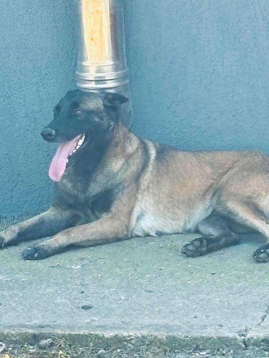 ciobanesc malinois