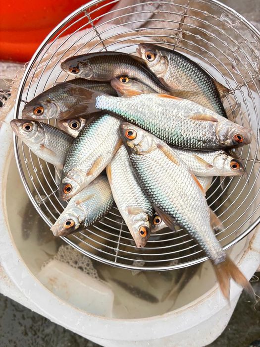 Живец плотва хорошего размера