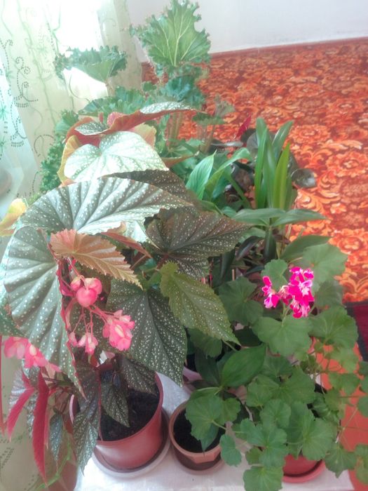 Комнатные растение