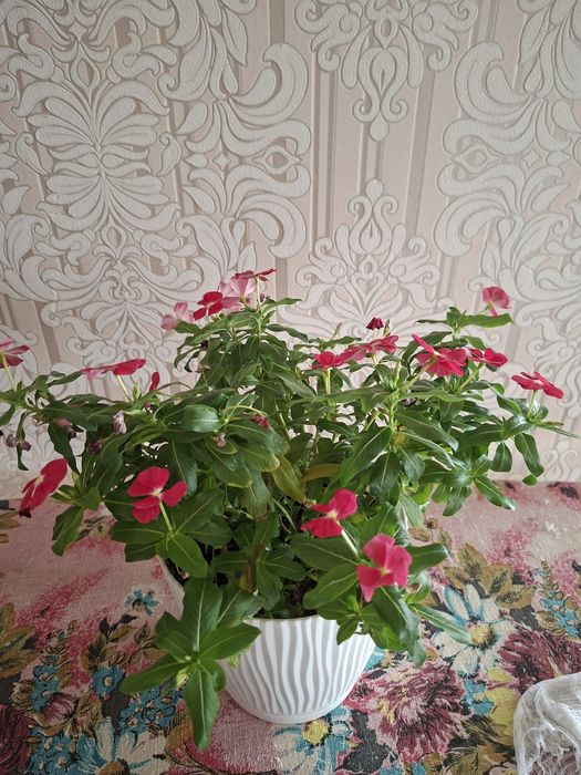 Домашний Катарантус